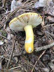 Russula flavida