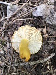 Russula flavida