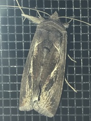 Anagrapha