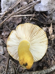 Russula flavida