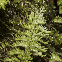 Hymenophyllum pectinatum
