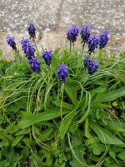 Muscari neglectum