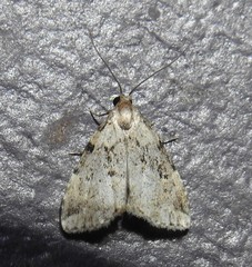 Dyspyralis illocata
