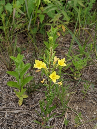 Image of Oenothera clelandii by (c) Ethan Rose, some rights reserved (CC BY)