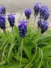Muscari neglectum
