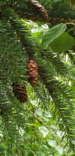 White spruce (Picea glauca)