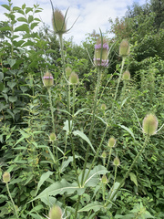 Dipsacus fullonum
