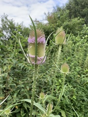 Dipsacus fullonum