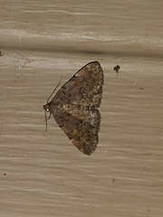 Idia diminuendis