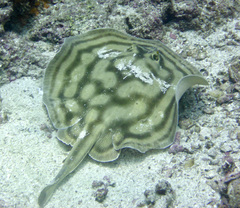 Urobatis concentricus