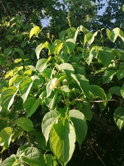 Amphilophium crucigerum