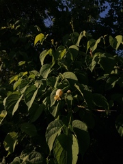 Amphilophium crucigerum