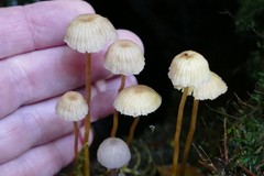 Laccaria masoniae