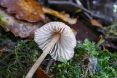 Laccaria masoniae