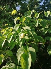 Amphilophium crucigerum