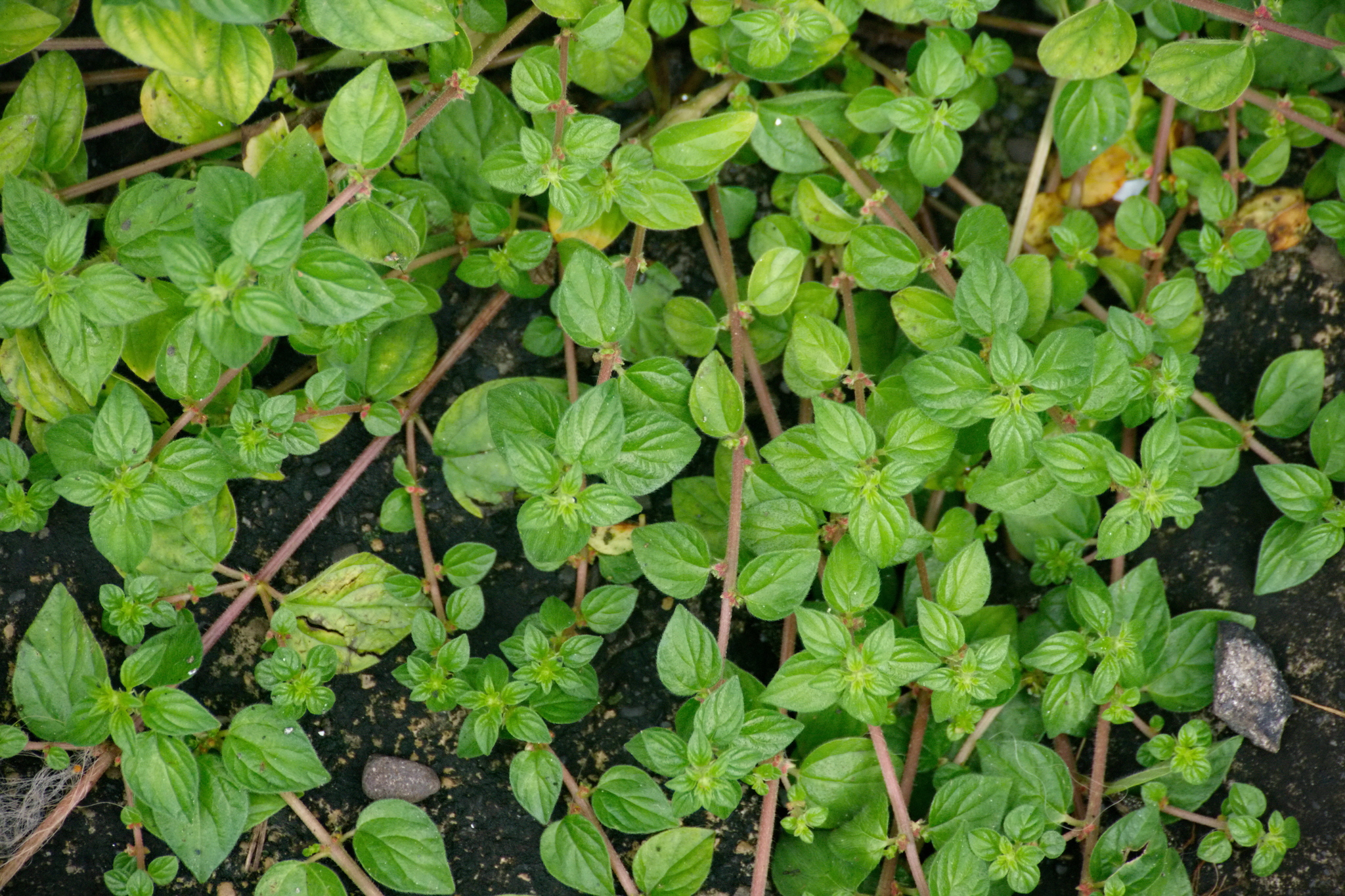 Pouzolzia zeylanica