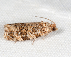 Phaecasiophora niveiguttana