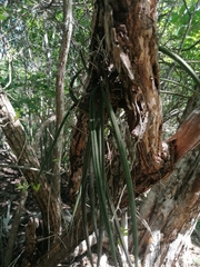 Trichocentrum cebolleta