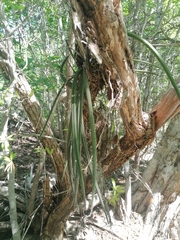 Trichocentrum cebolleta