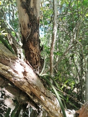 Trichocentrum cebolleta