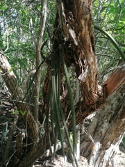 Trichocentrum cebolleta