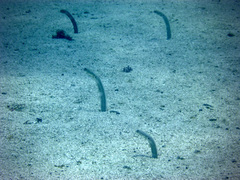 Heteroconger digueti