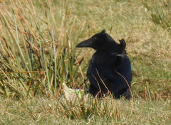 Corvus corone