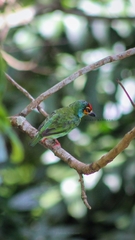 Psilopogon rubricapillus