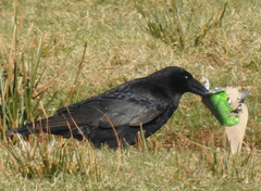 Corvus corone