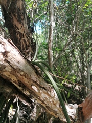 Trichocentrum cebolleta