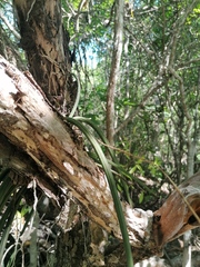 Trichocentrum cebolleta