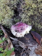 Russula purpureoflava