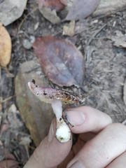 Russula purpureoflava