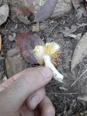 Russula purpureoflava