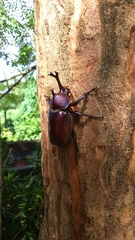 Trypoxylus dichotomus tsunobosonis