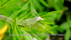 Pseudocatharylla simplex