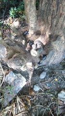 Trypoxylus dichotomus tsunobosonis