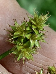 Carex pachystachya