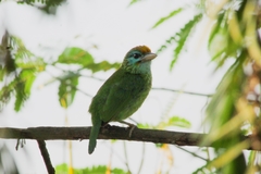 Psilopogon flavifrons