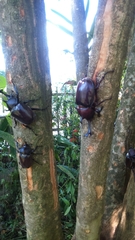 Trypoxylus dichotomus tsunobosonis