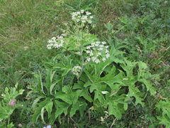 Heracleum freynianum