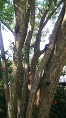 Trypoxylus dichotomus tsunobosonis