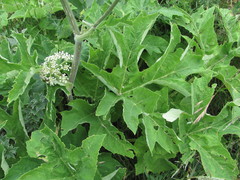 Heracleum freynianum