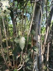 Coccoloba acapulcensis