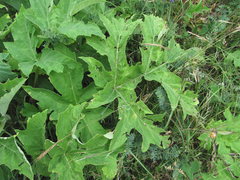 Heracleum freynianum
