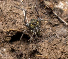 Sadocus polyacanthus