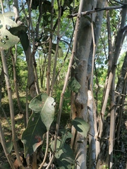 Coccoloba acapulcensis