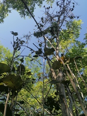 Coccoloba acapulcensis