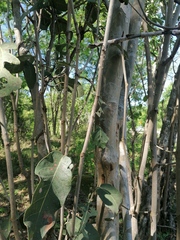 Coccoloba acapulcensis