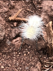 Dasymutilla pseudopappus